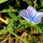 Die Blumenwiesen im Cesky raj sind ein wahres Paradies für Schmetterlinge,