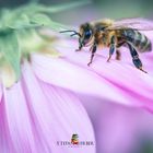 Die Blumige Welt der Biene
