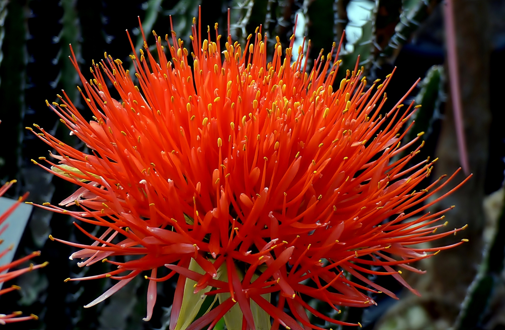 Die Blutblume (Scadoxus) . . .