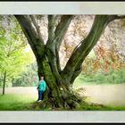 die Blutbuche im Schlosspark Püchau