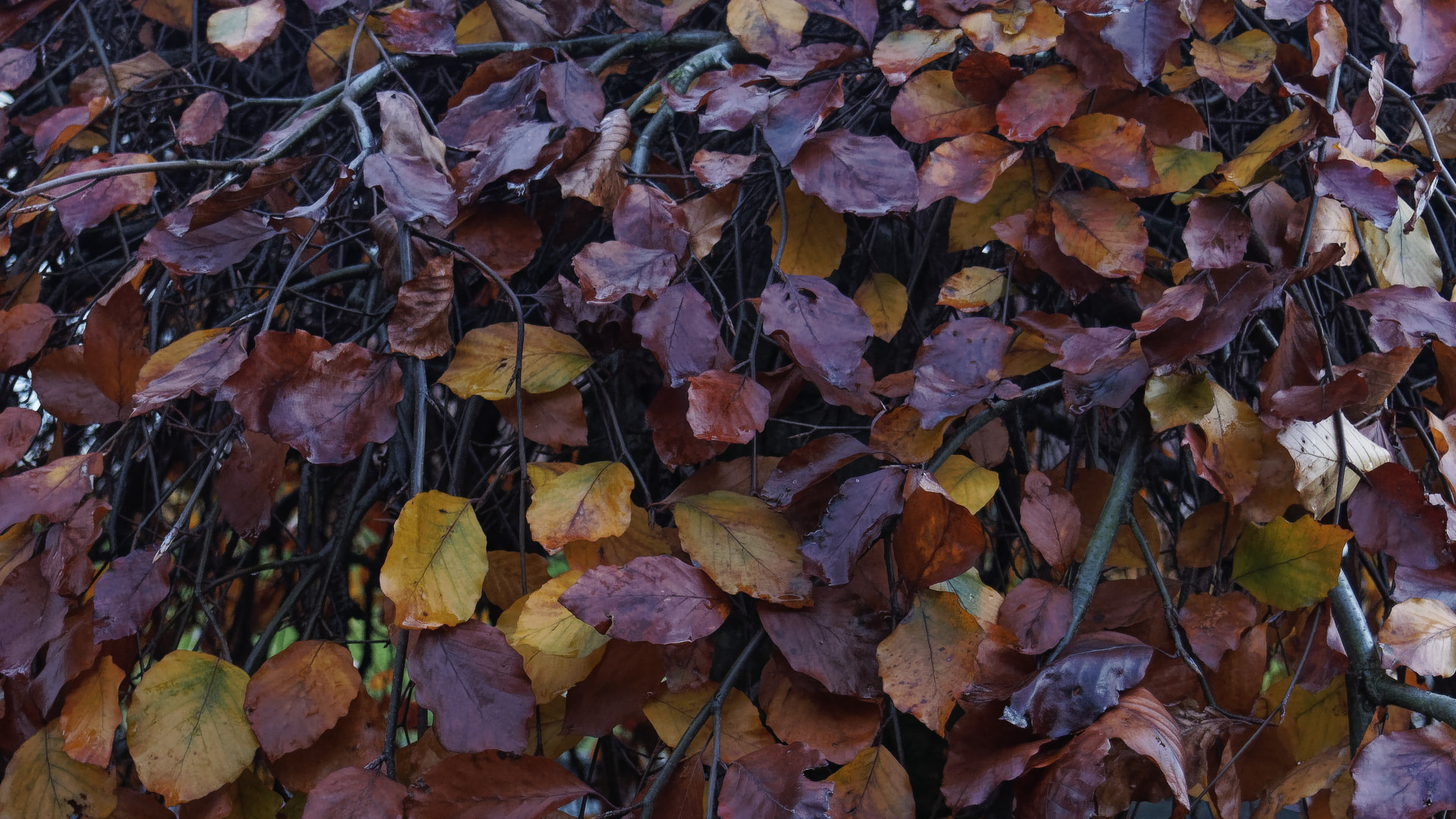 Die Blutbuche zeigt ihr herbstliches Farbspektrum