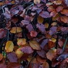 Die Blutbuche zeigt ihr herbstliches Farbspektrum