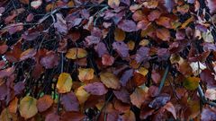 Die Blutbuche zeigt ihr herbstliches Farbspektrum