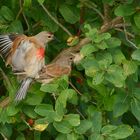 Die Bluthänflinge (Carduelis cannabina) bei der Arbeit  ...