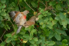 Die Bluthänflinge (Carduelis cannabina) bei der Arbeit  ...