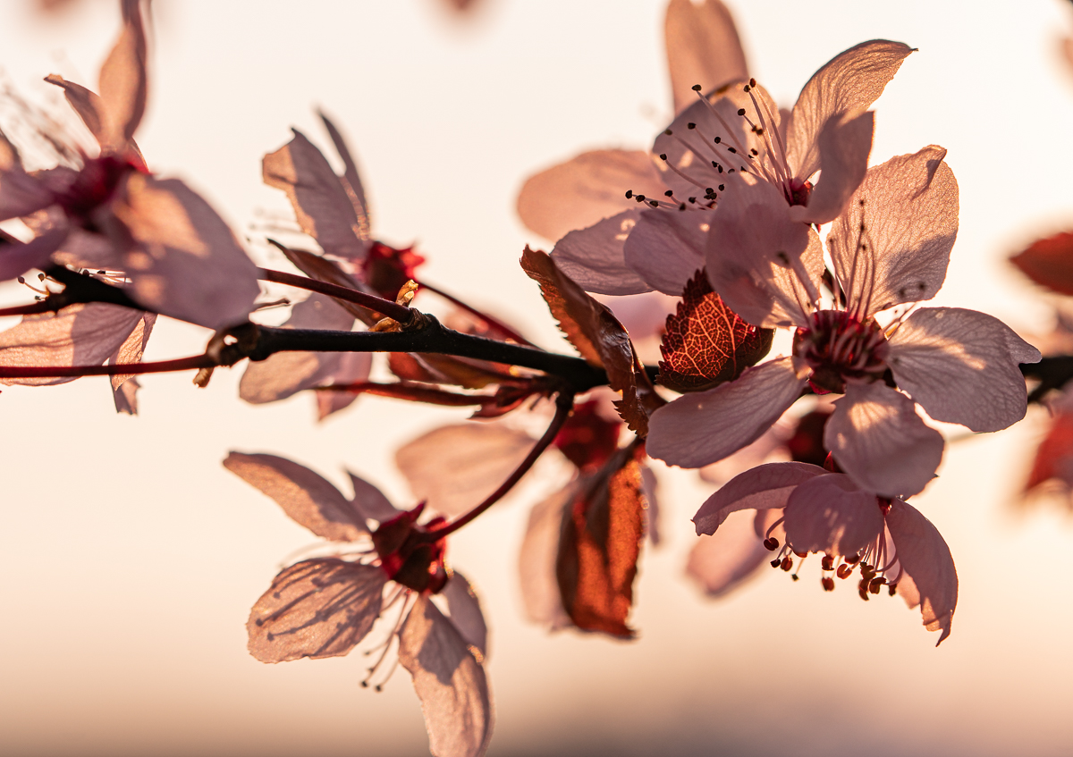 Die Blutpflaumenblüten zur goldenen Stunde