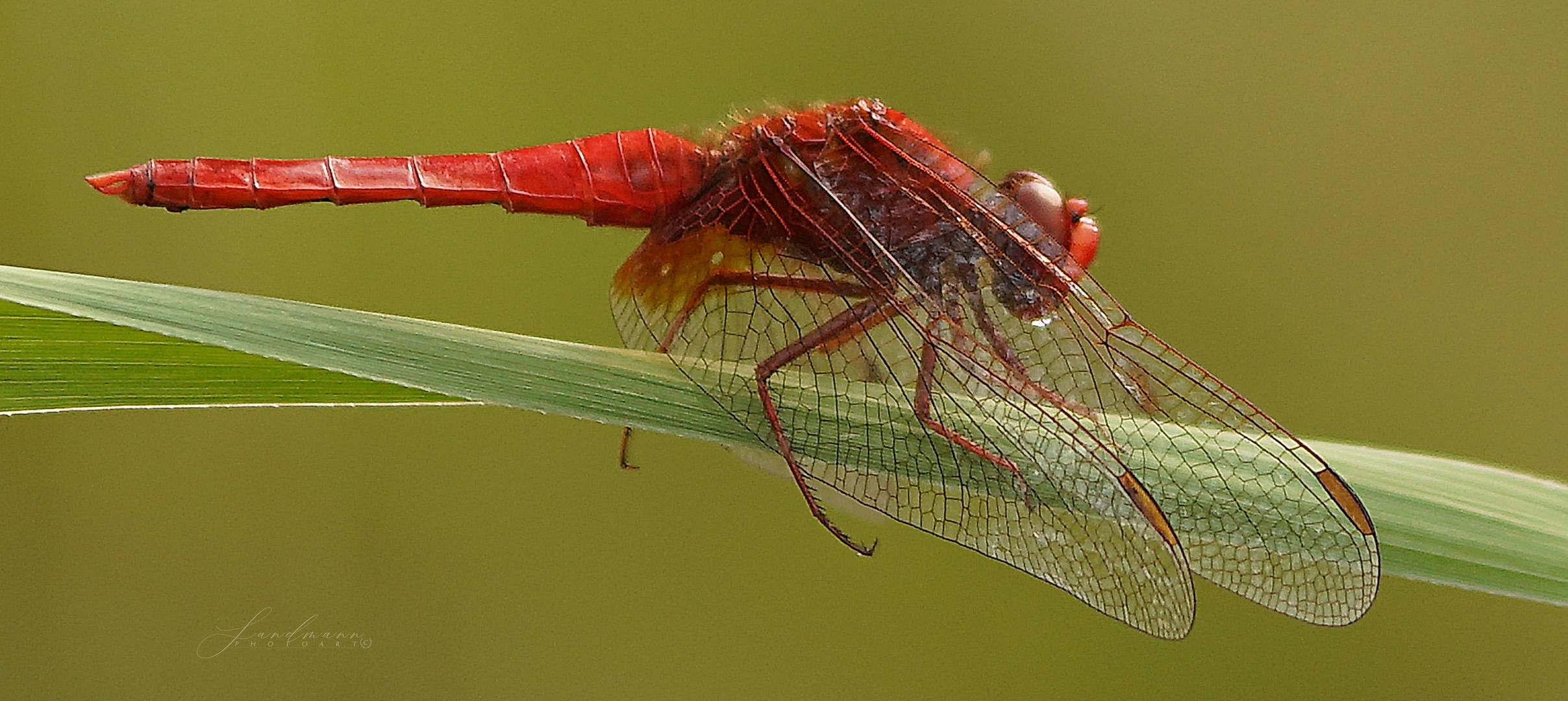 Die Blutrote Heidelibelle