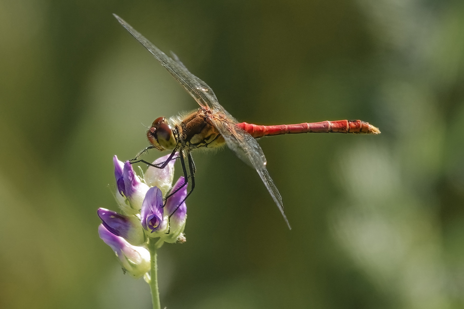 Die blutrote Heidelibelle