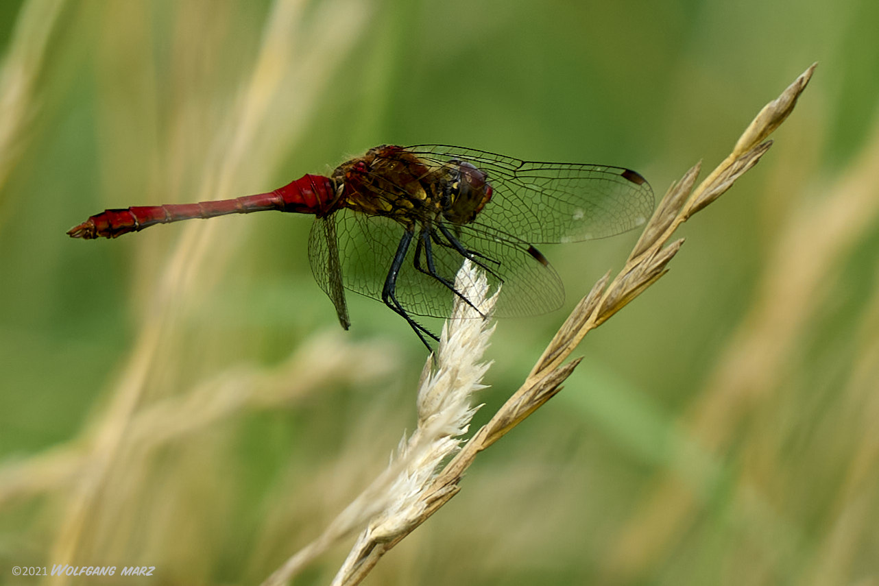 Die Blutrote Heidelibelle