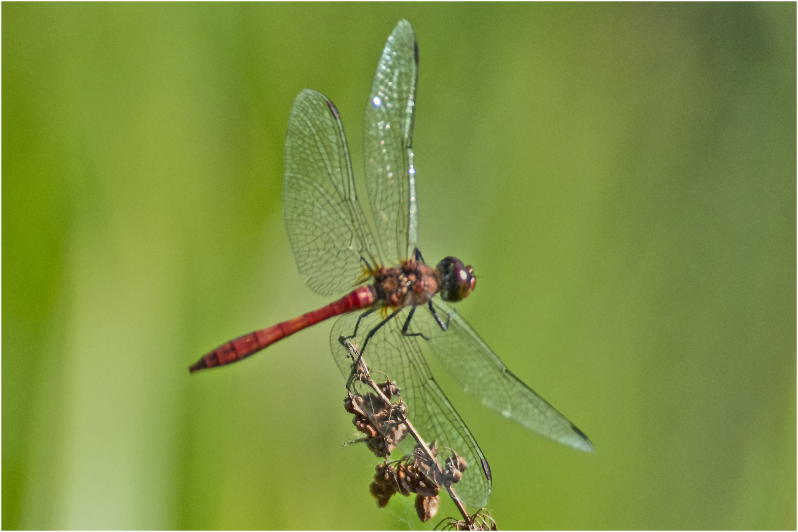 Die Blutrote Heidelibelle hatte . . .