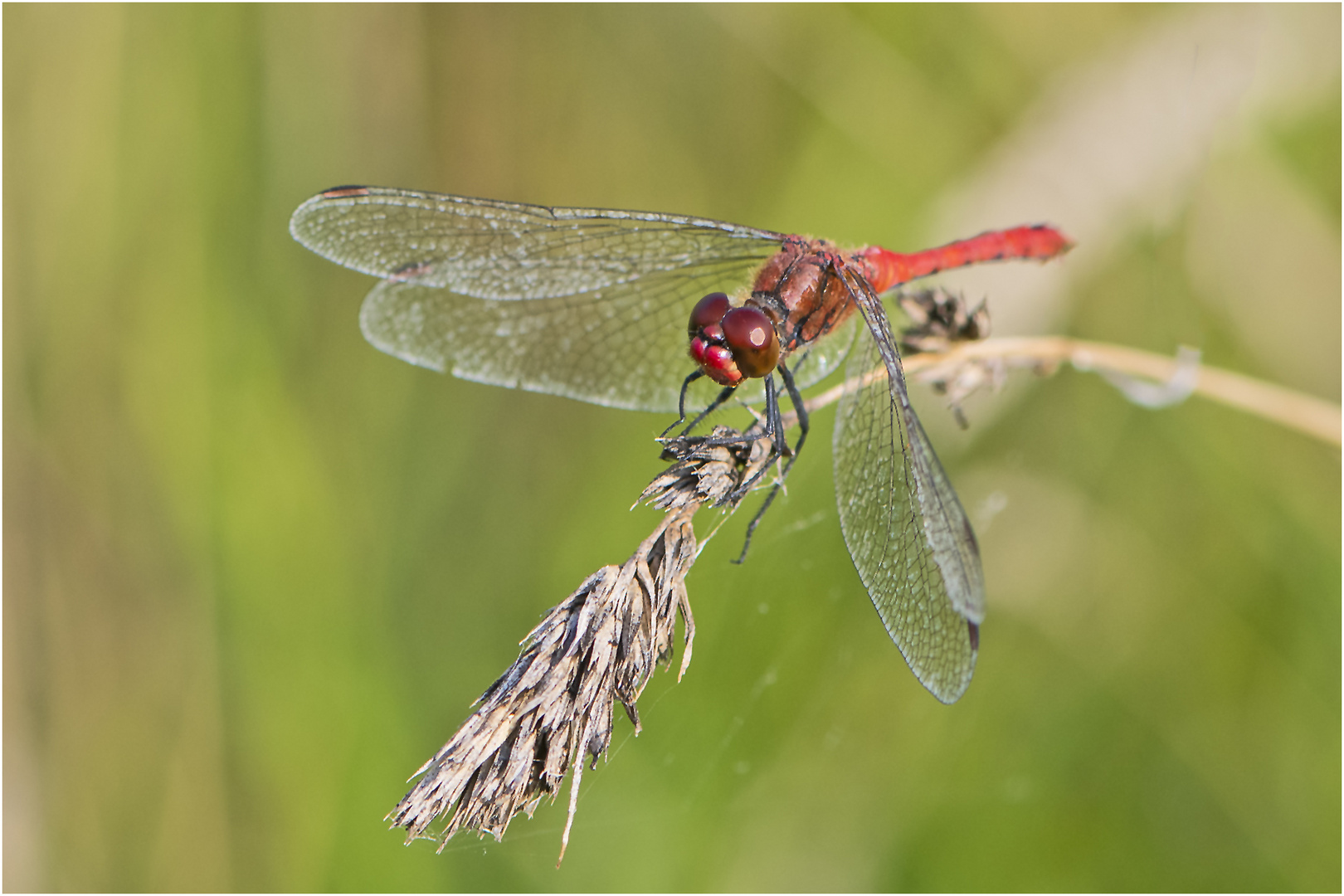 Die Blutrote Heidelibelle (Sympetrum sanguineum) . . .