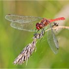 Die Blutrote Heidelibelle (Sympetrum sanguineum) . . .