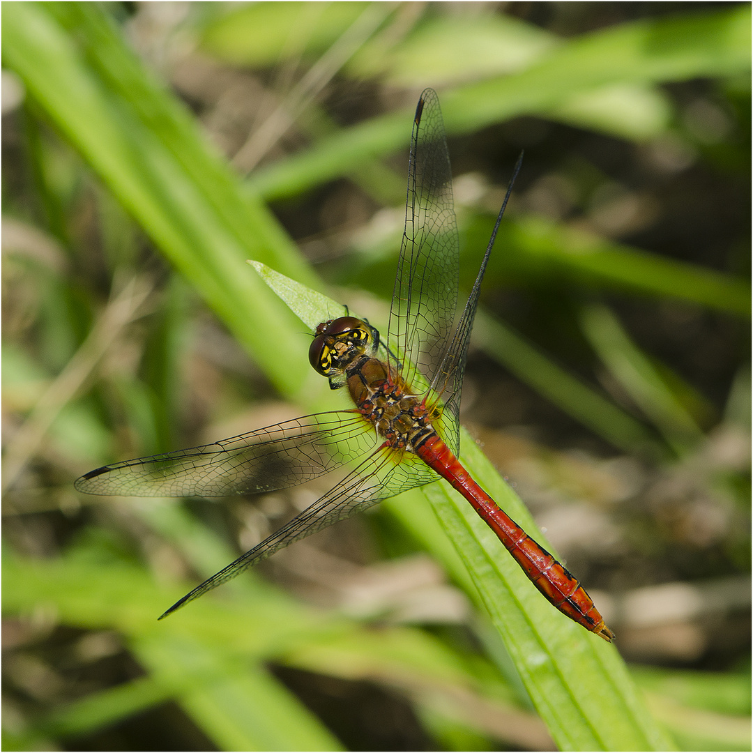 Die Blutrote Heidelibelle (Sympetrum sanguineum) . . .