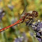 die 'Blutrote Heidelibelle' (Sympetrum sanguineum)...