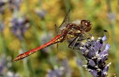 die 'Blutrote Heidelibelle' (Sympetrum sanguineum)...