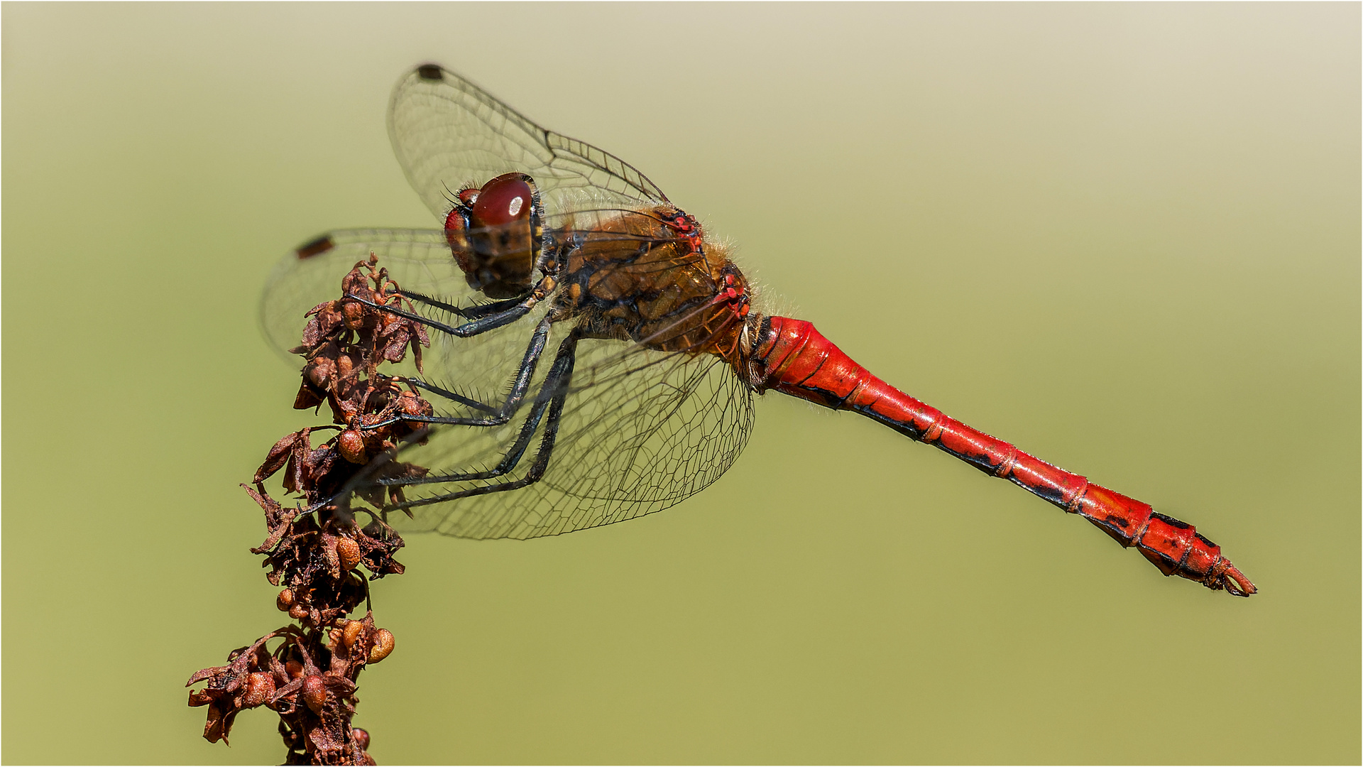 die Blutrote Heidelibelle ( Sympetrum sanguineum) ..... 