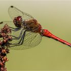 die Blutrote Heidelibelle ( Sympetrum sanguineum) ..... 