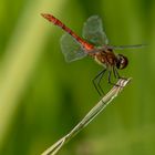 Die Blutrote Heidelibelle (Sympetrum sanguineum)