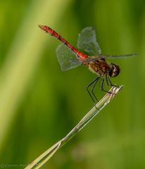 Die Blutrote Heidelibelle (Sympetrum sanguineum)