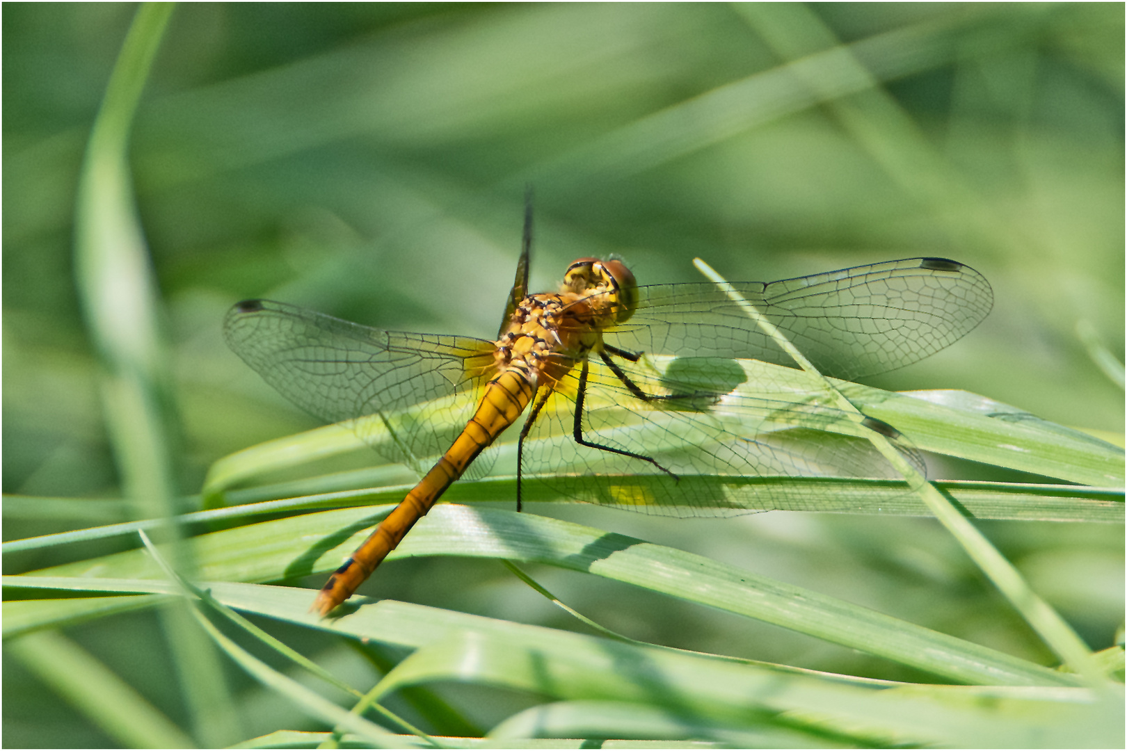 Die Blutrote Heidelibelle (Sympetrum sanguineum) . . .