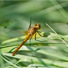 Die Blutrote Heidelibelle (Sympetrum sanguineum) . . .