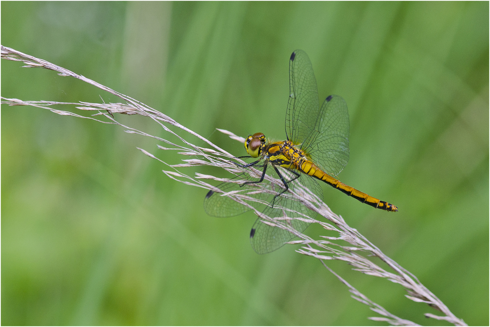 Die Blutrote Heidelibelle (Sympetrum sanguineum) . . .