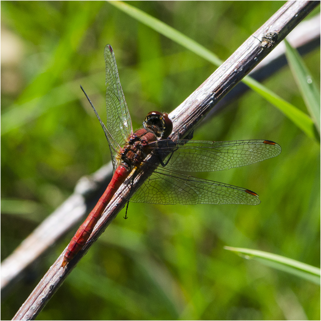 Die Blutrote Heidelibelle (Sympetrum sanguineum) gehört . . .