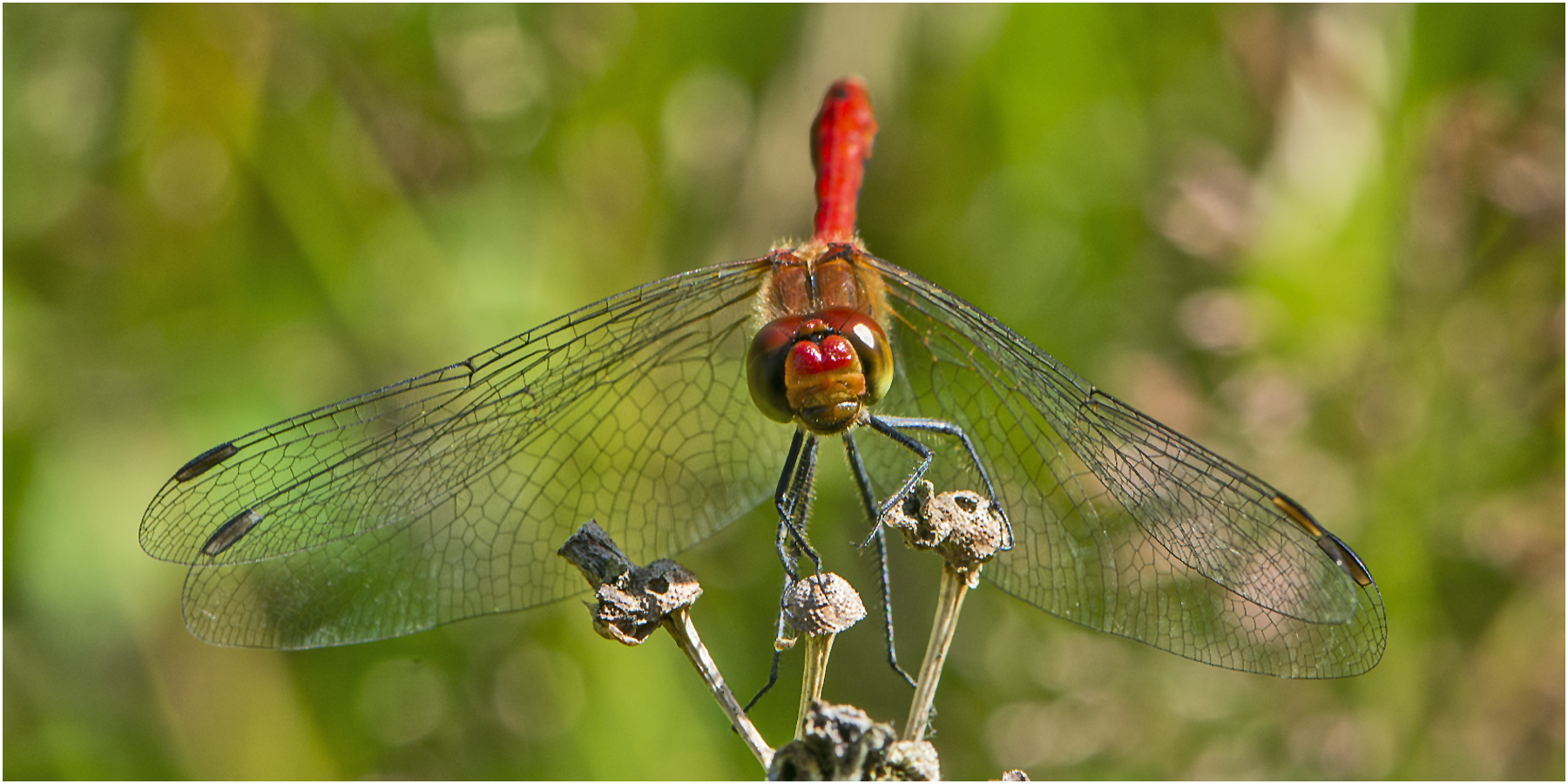 Die Blutrote Heidelibelle (Sympetrum sanguineum) hatte die Ruhe weg, denn . . .. . .