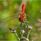 Die Blutrote Heidelibelle (Sympetrum sanguineum) hatte die Ruhe weg, denn . . .. . .