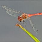 Die Blutrote Heidelibelle (Sympetrum sanguineum) ist . . .