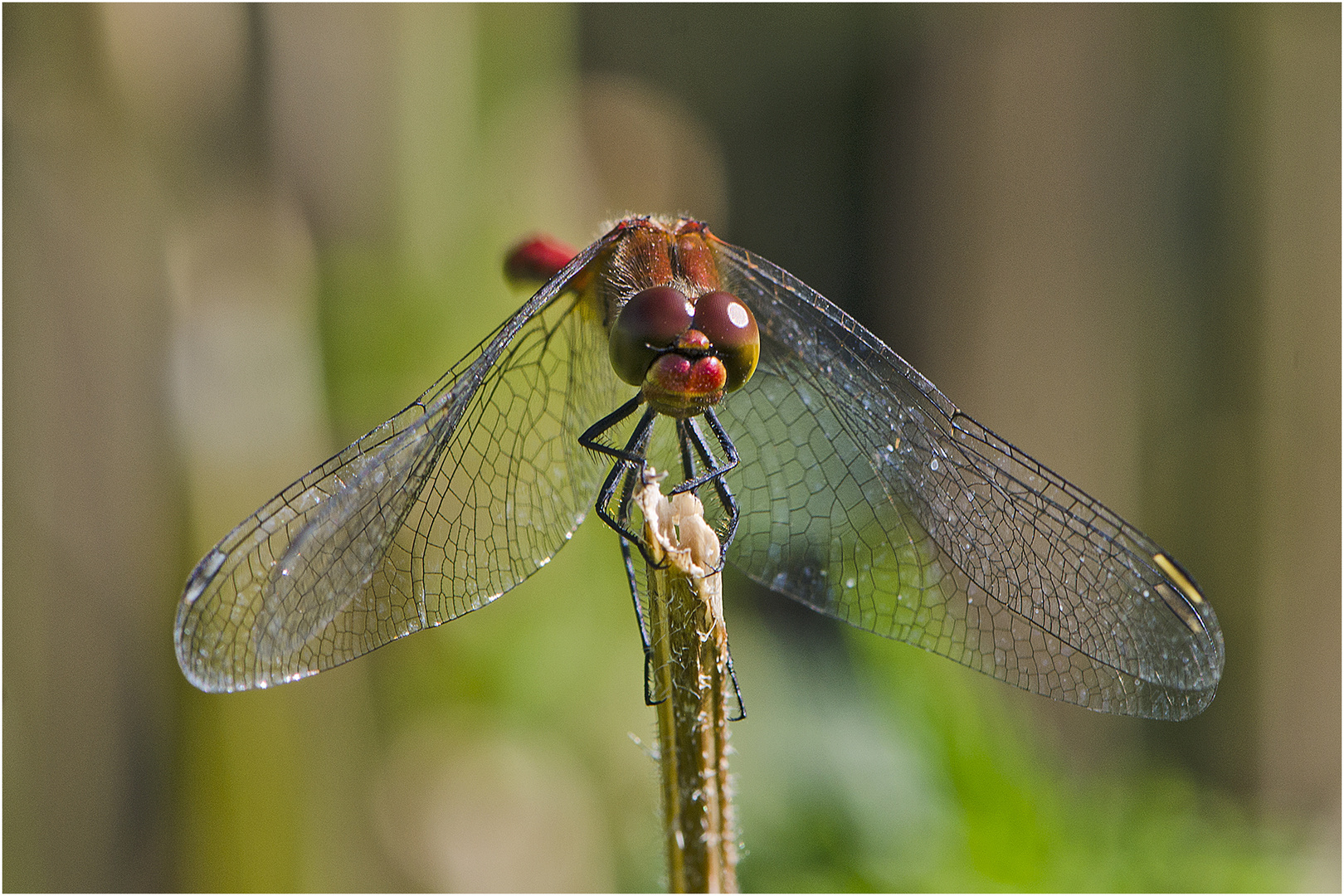 Die Blutrote Heidelibelle (Sympetrum sanguineum) konnte ich gestern . . .