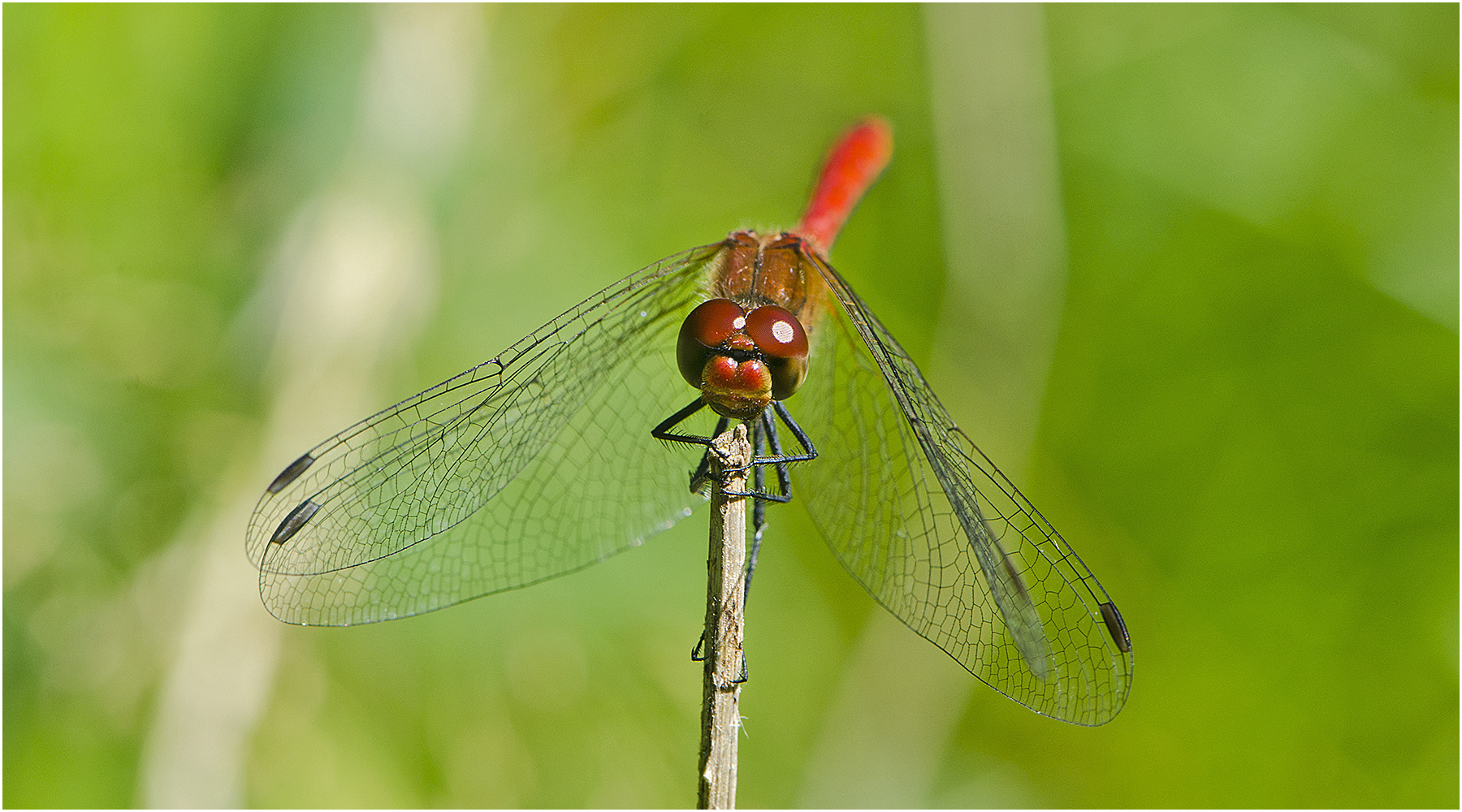 Die Blutrote Heidelibelle (Sympetrum sanguineum) machte es mir sehr leicht, . . .