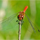 Die Blutrote Heidelibelle (Sympetrum sanguineum) machte es mir sehr leicht, . . .