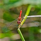 Die Blutrote Heidlibelle (Sympetrum sanguineum) . . .