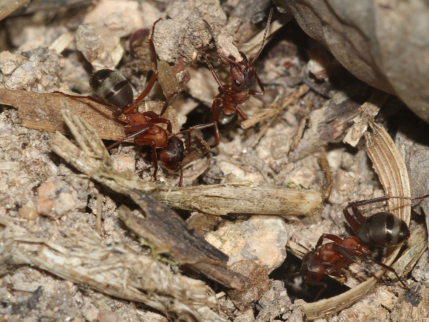 Die Blutrote Raubameise (Rapto-)Formica sanguinea