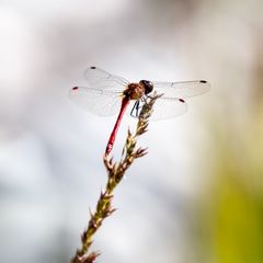 Die Blutroten Heidelibelle am 10.09. 2023 