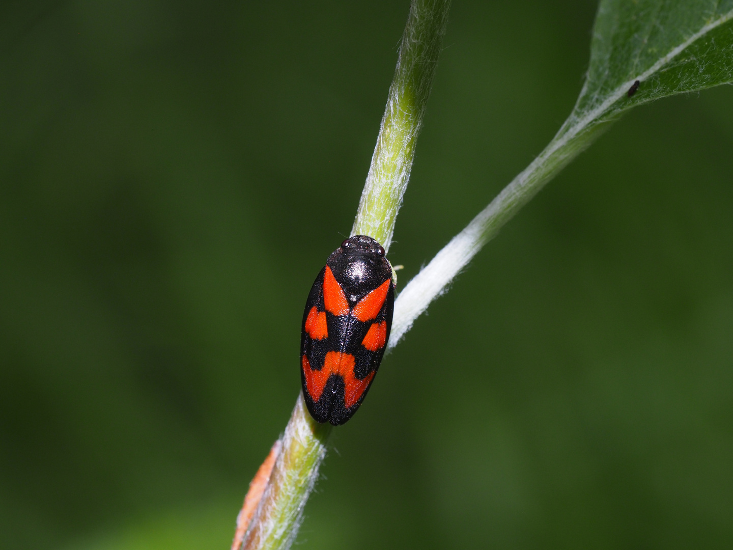 Die Blutzikade (Cercopis vulnerata) in ihrem Element.  