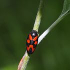 Die Blutzikade (Cercopis vulnerata) in ihrem Element.  