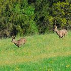 Die Bockjagd