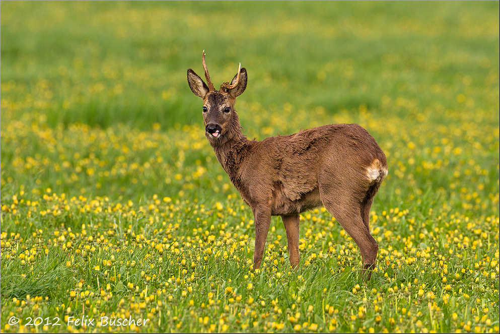 Die Bockjagd ist eröffnet - ob er es schafft,