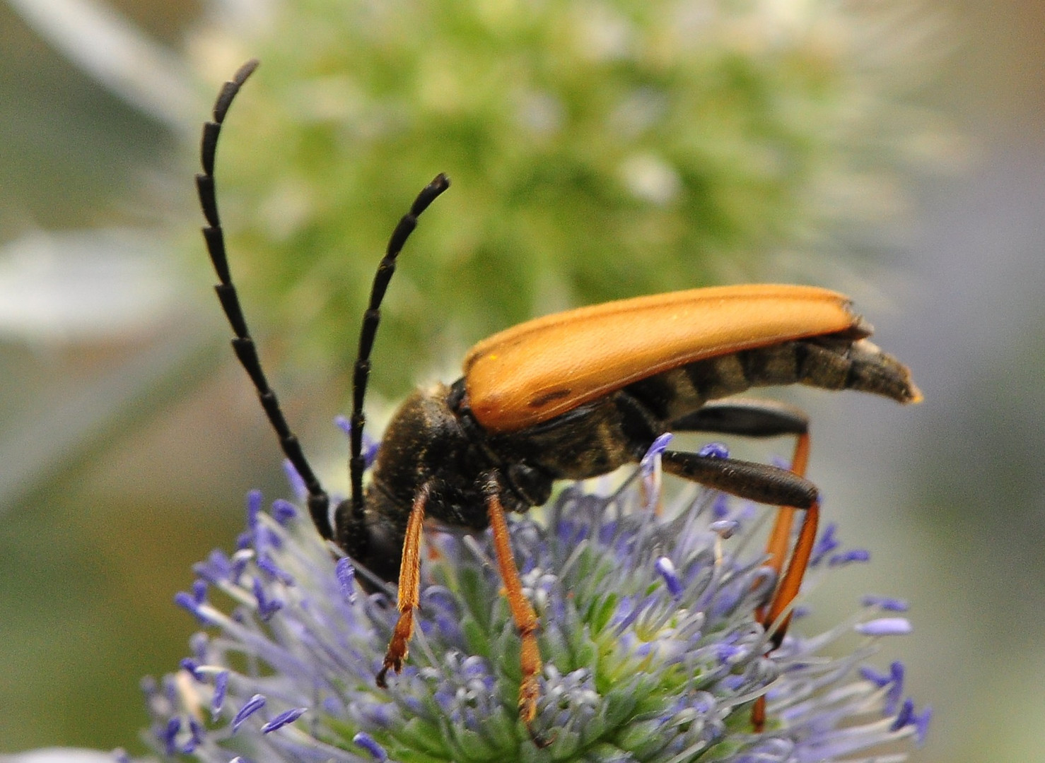 Die Bockkäfer (Cerambycidae)