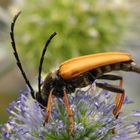 Die Bockkäfer (Cerambycidae)