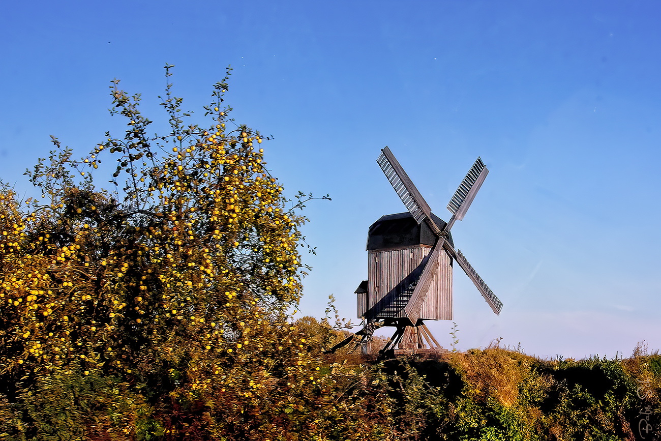 Die Bockwindmühle  