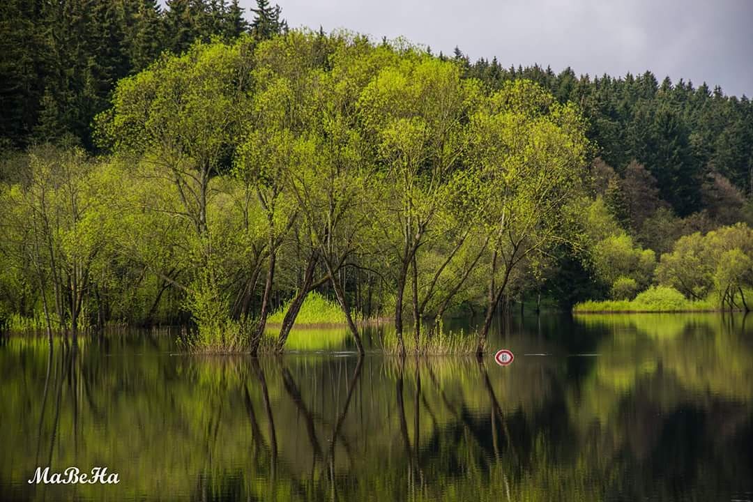 Die Bode bei Mandelholz 