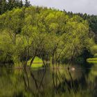 Die Bode bei Mandelholz 