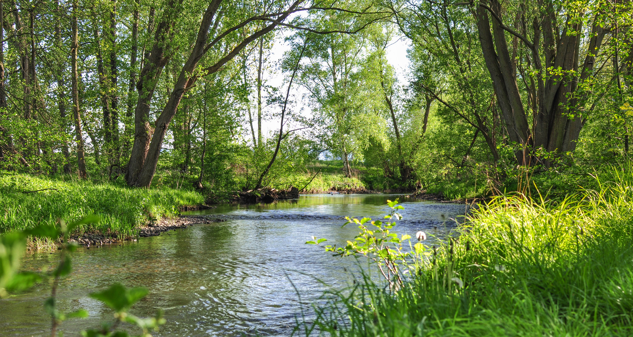 Die Bode in Quedlinburg