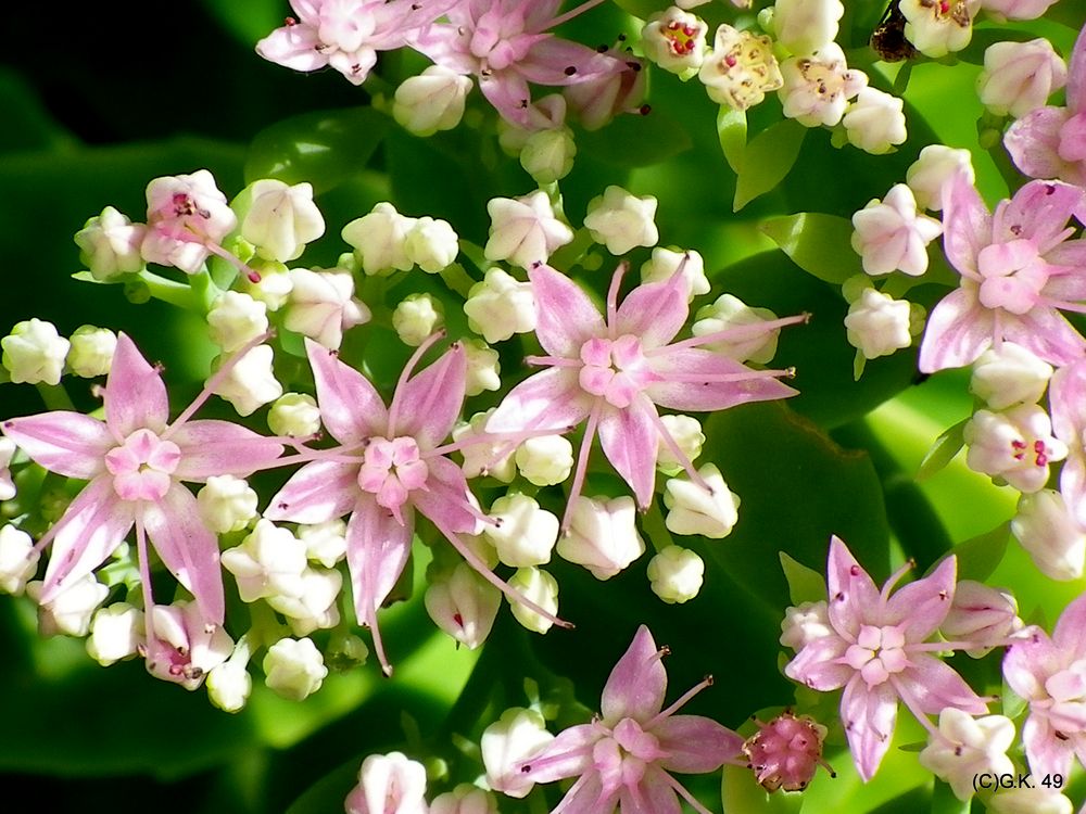 Die Bodendecker erfreuen uns mit ihren besonderen Blüten .