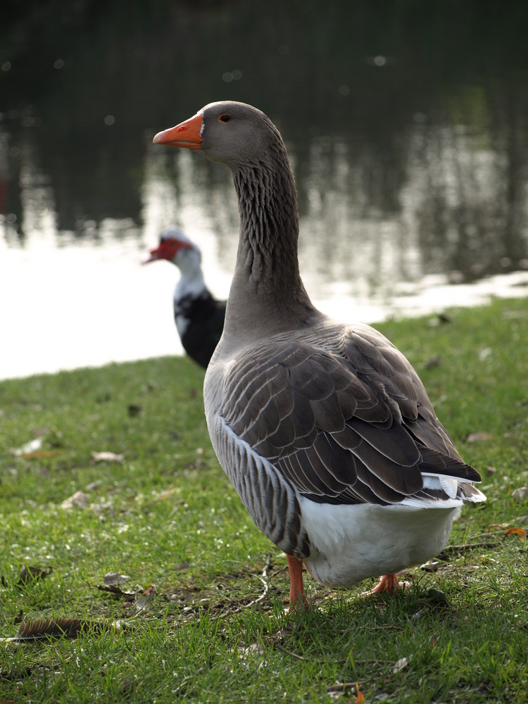 Die böse Gans