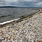 Die Bohne der Ostsee