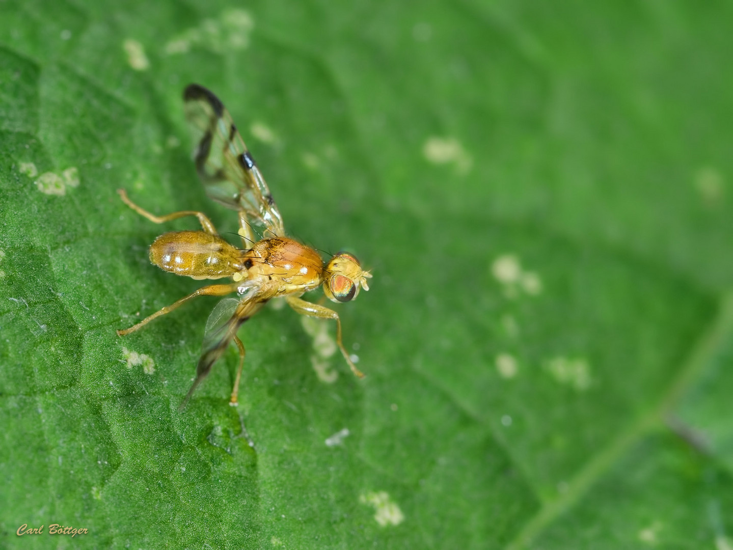 Die Bohrfliege - Myoleja lucida?